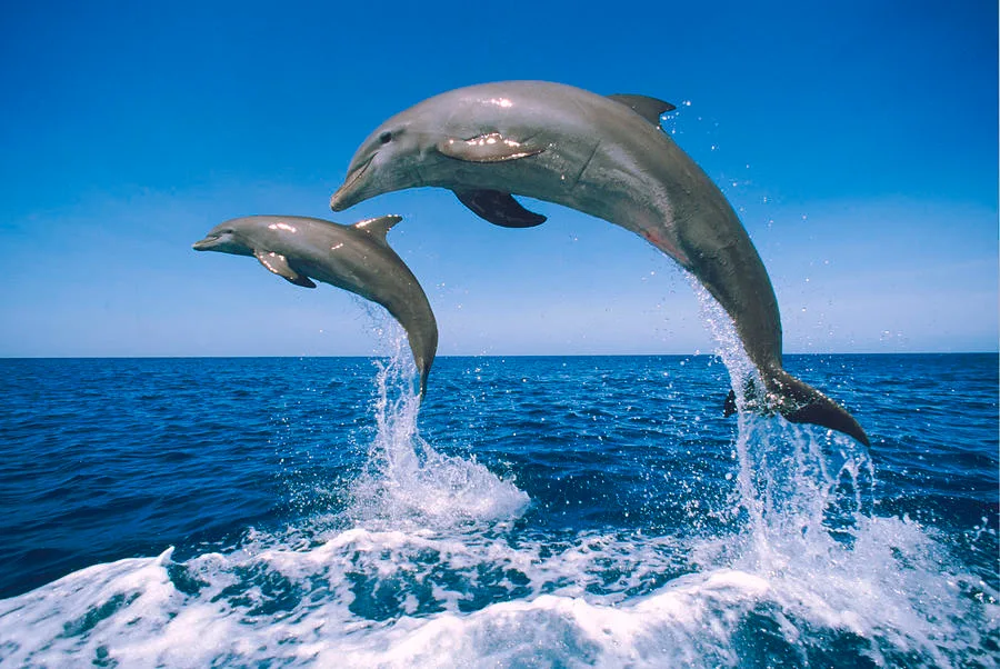 What is the best time of day to see dolphins in Watamu