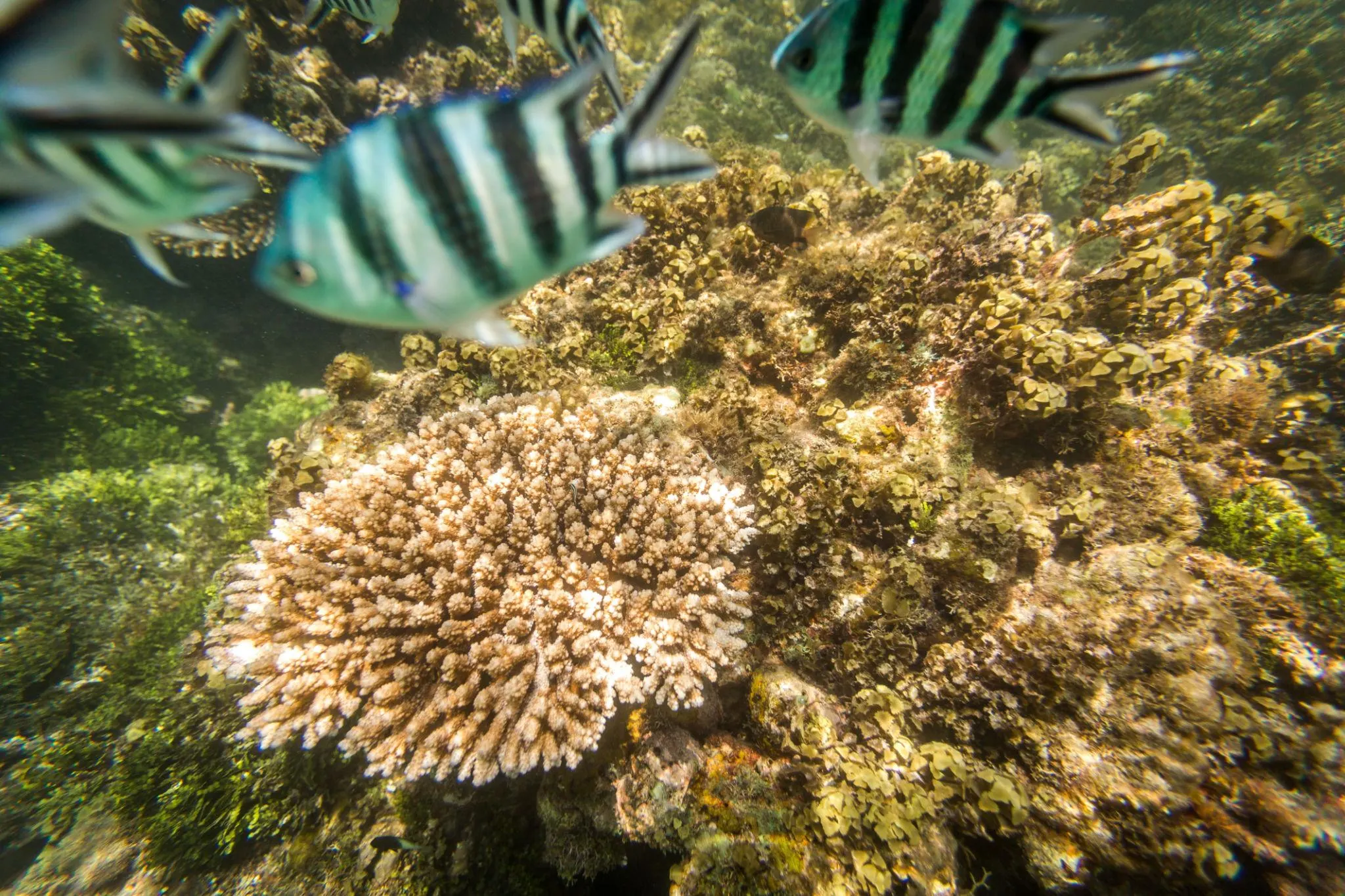 Snorkeling Watamu price breakdown for 2026 boat KWS and tips